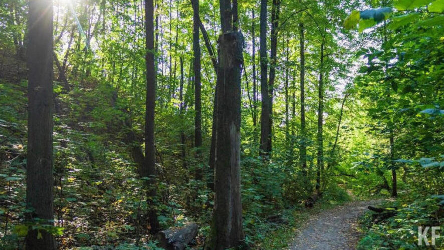 Самый существенный очаг обнаружили в&nbsp;Билярском лесничестве на территории свыше 28 тысяч гектаров.