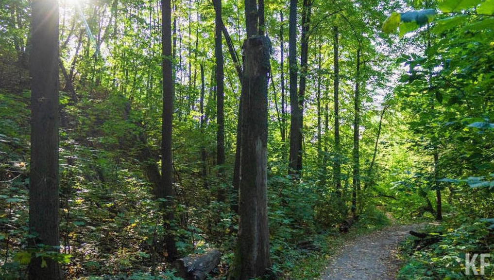 Самый существенный очаг обнаружили в Билярском лесничестве на территории свыше 28 тысяч гектаров.