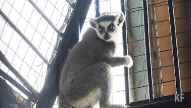 Животное прыгало на проезжающие автомобили и прохожих.