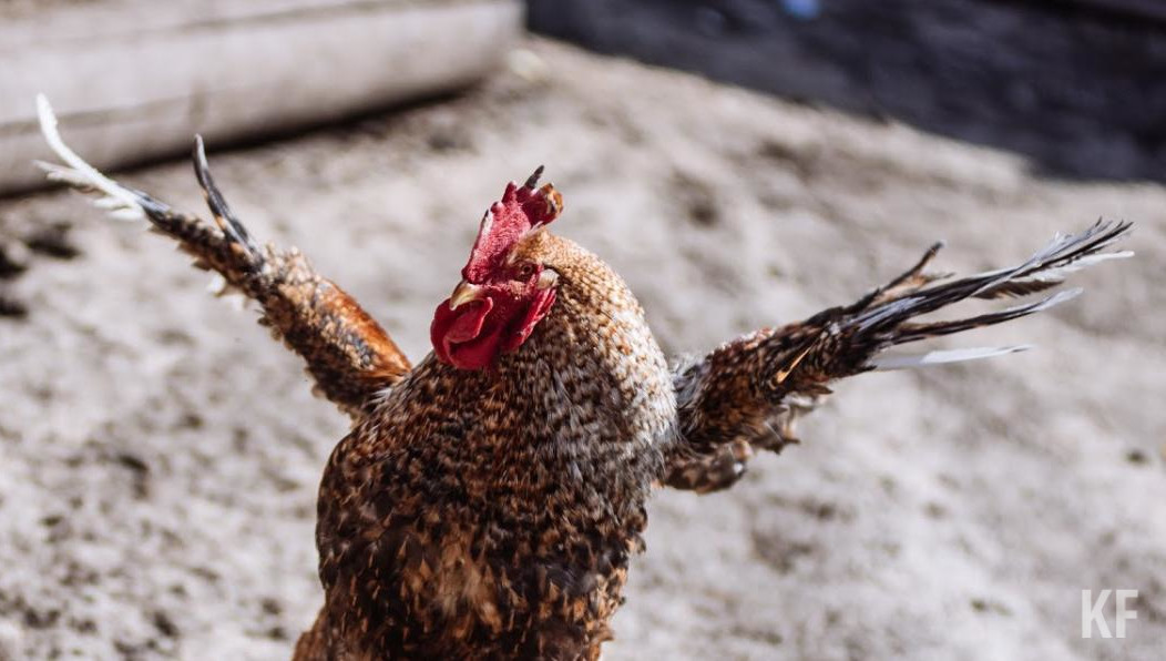 В 2020 году в четырёх муниципальных районах выявили очаги гриппа птиц и ещё в трёх африканскую чуму свиней среди диких кабанов.