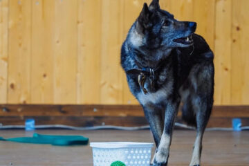 Мужчину поймали на площадке между Органным залом и спортшколой &laquo;Олимпийский&raquo;.