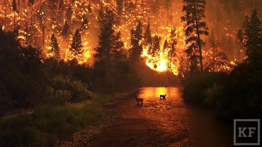 О помощи в тушении крупных лесных пожаров в Амурской области попросили Рослесхоз региональные власти. На данный момент уже ведутся переговоры о привлечении парашютно-десантной