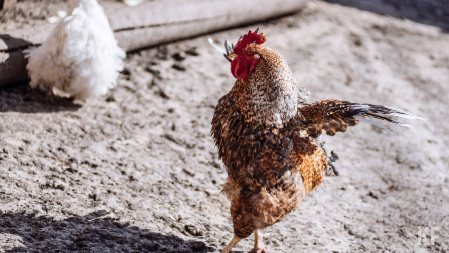 За полгода в 28 регионах России обнаружили случаи высокопатогенного гриппа и зарегистрировали 62 очага заболевания.