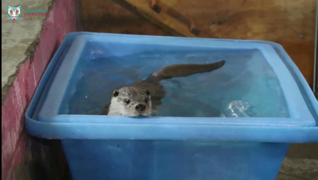 Хищники весело играют в бассейне и наблюдают за тем