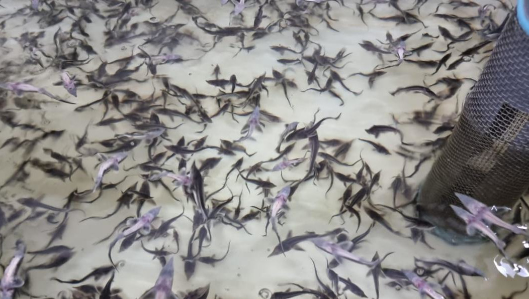 Акцию проводят для восполения популяции этого представителя осетровых