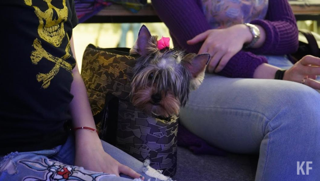 Всего в 2020 году клиники госветобъединения провели 14 тысяч диагностических исследований.