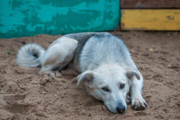 Объявление появилось на &laquo;Авито&raquo;.