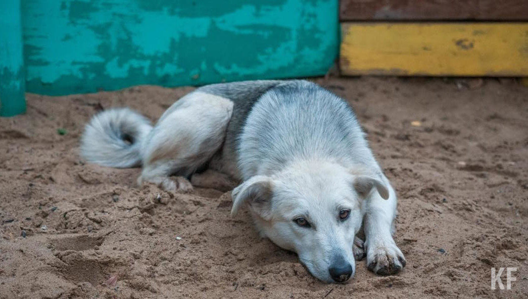 Объявление появилось на «Авито».