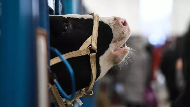 Теленок родился здоровым