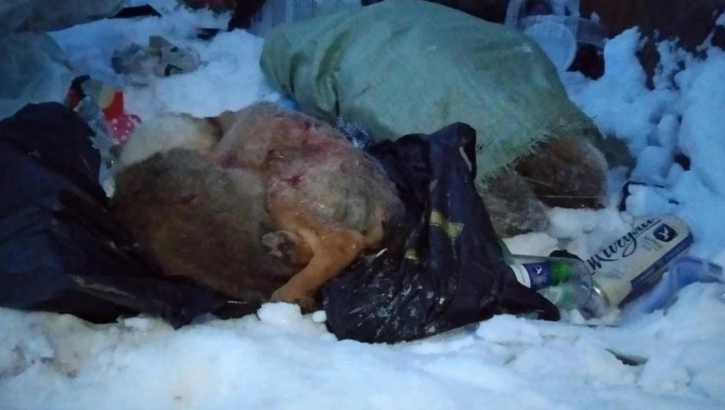 Зарезанных животных нашли на территории садового товарищества «Заря».