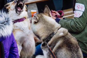 Случай заражения вскрыли на участке в садовом товариществе &laquo;Гидростроитель-1&raquo;.