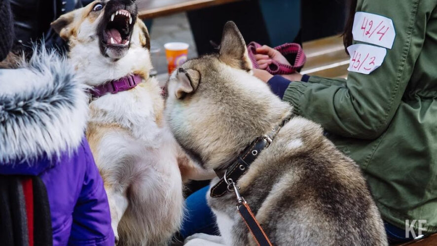 Случай заражения вскрыли на участке в садовом товариществе &laquo;Гидростроитель-1&raquo;.