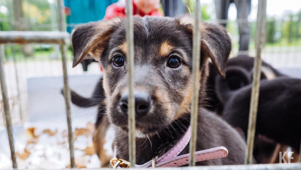 Этих денег хватит