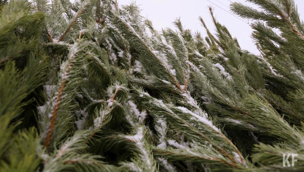 Живые елки признаны ТКО и являются крупногабаритными.