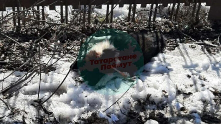 В соцсетях пишут о массовом истреблении собак.