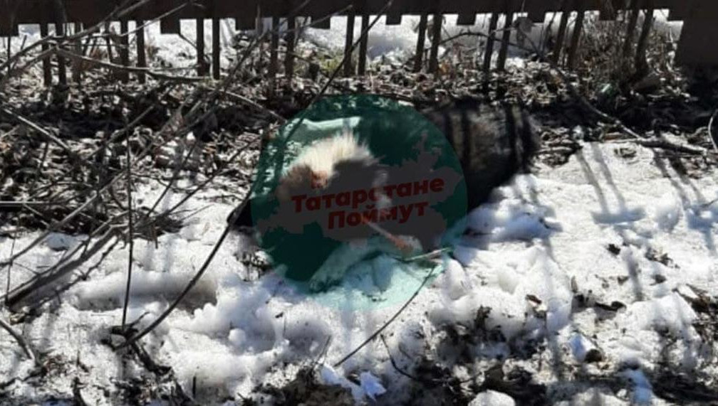 В соцсетях пишут о массовом истреблении собак.