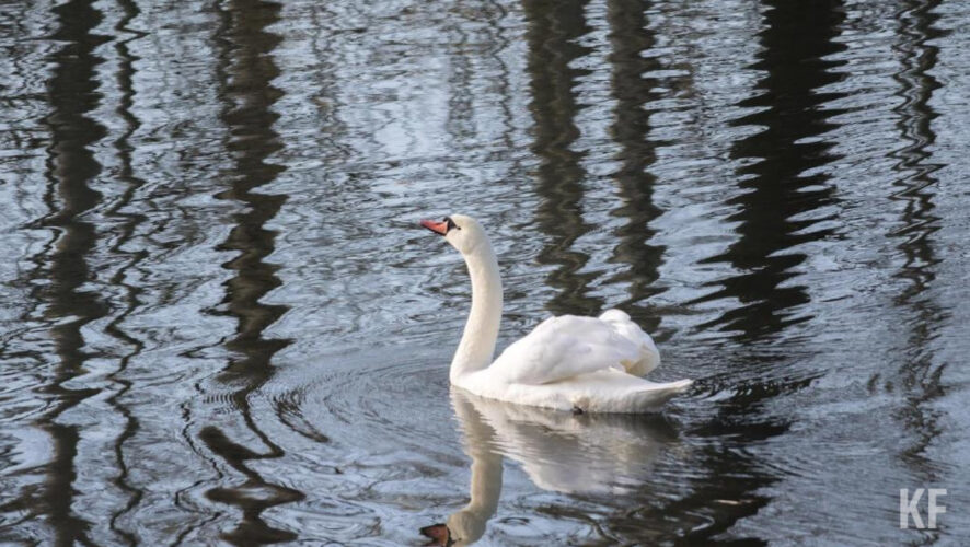 Они расскажут о пернатых обитателях города