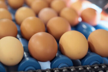 На первом этапе рассчитывается вывод 116 тысяч яиц индейки в месяц.