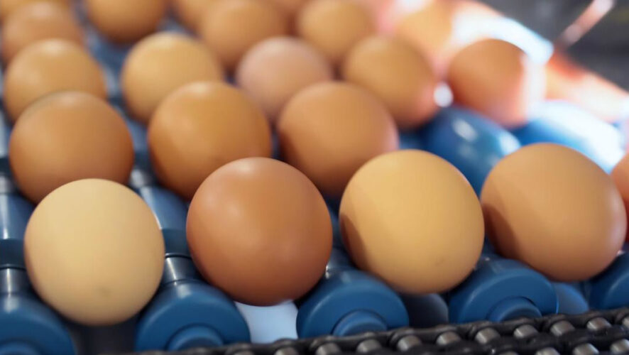 На первом этапе рассчитывается вывод 116 тысяч яиц индейки в месяц.