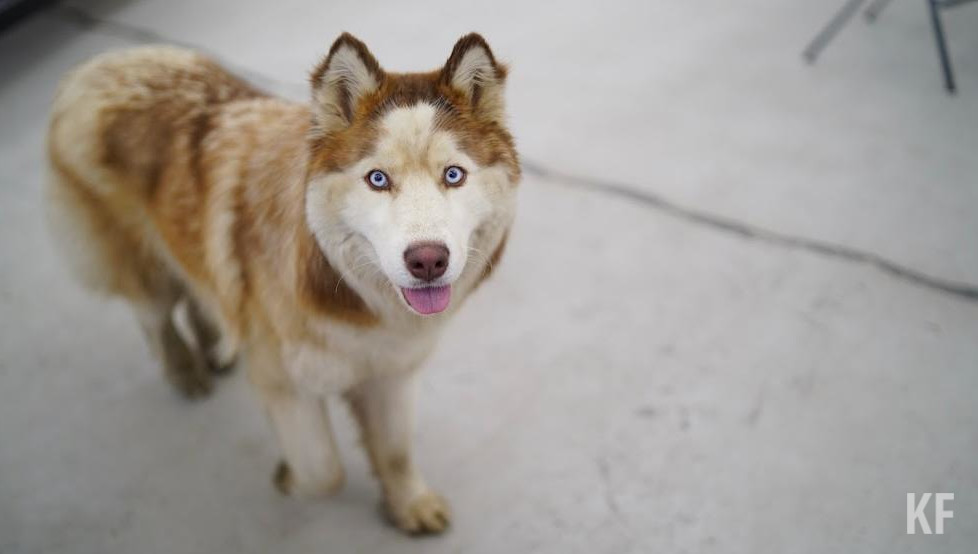 Как отметил депутат Госдумы Айдар Метшин