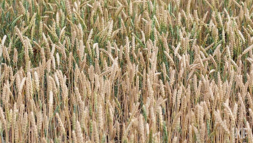 Специалисты уточняют