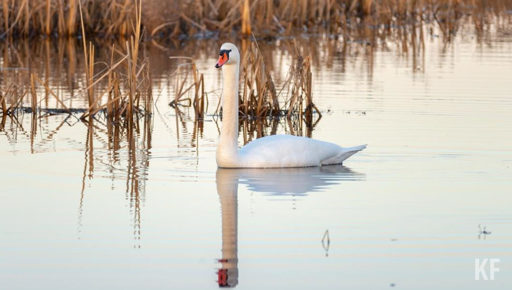 Птица проведет под наблюдением до весны.