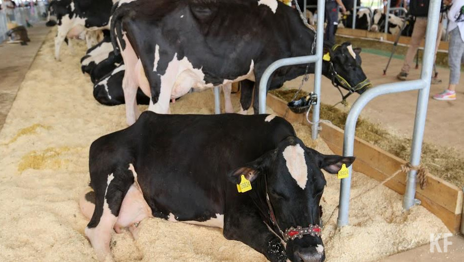 Также в сельхозформированиях республики эксплуатируются 100 роботов-дояров.