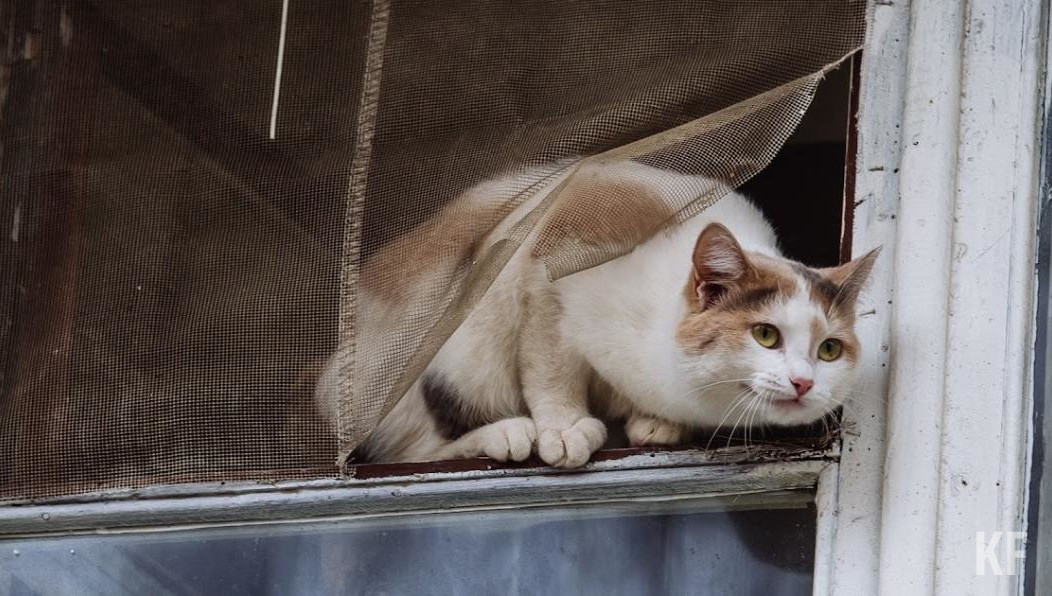 Пушистый не оценил порыва и сбежал от девушки на чердак.