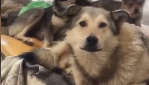 Зооволонтеры намерены обратиться с жалобой в прокуратуру.