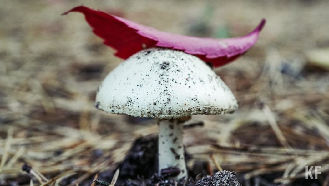 Санитарные врачи дали рекомендации жителям республике по их сбору и приготовлению.