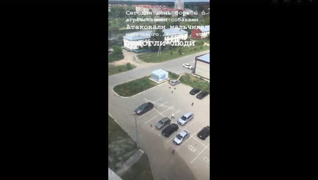 Больше всего животных увидели у Лесокомбината и Первого номера.