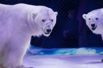 Журнал опубликовал снимки с цирковыми медведями в казанском цирке.