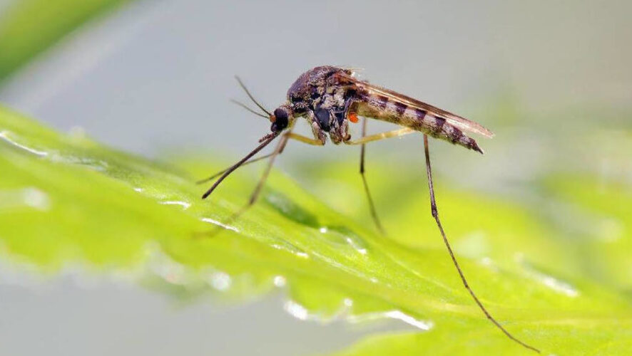 Основными переносчиками заболевания являются комары.