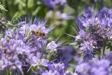 Основная причина смерти насекомых - отсутствие диалога между пчеловодами и аграриями.