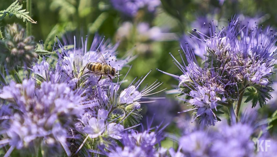 Основная причина смерти насекомых - отсутствие диалога между пчеловодами и аграриями.