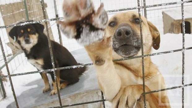 Казанские активисты не смогли оспорить законность электронных торгов за право отлова безнадзорных животных