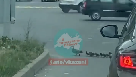 Птицы показали в очередной раз пример горожанам