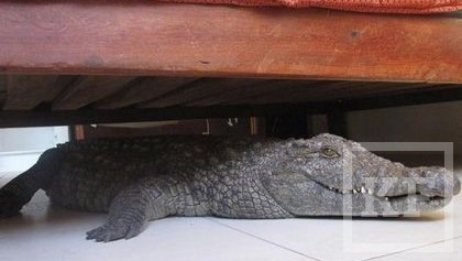 Случай произошел в одном из отеле в Зимбабве. Крокодил прокрался в небольшую гостиницу «Humani Lodge» и провел всю ночь под кроватью