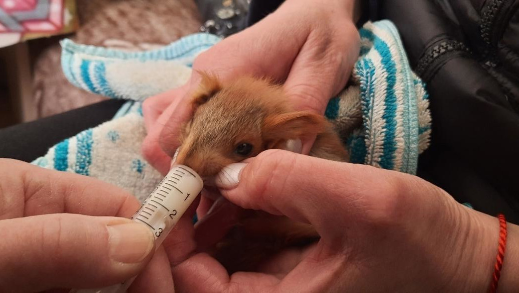 Детеныши лежали у сосны в парке «Семья».