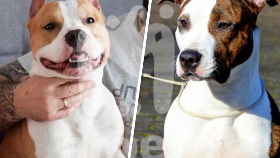 Инцидент случился в Гурьевске.