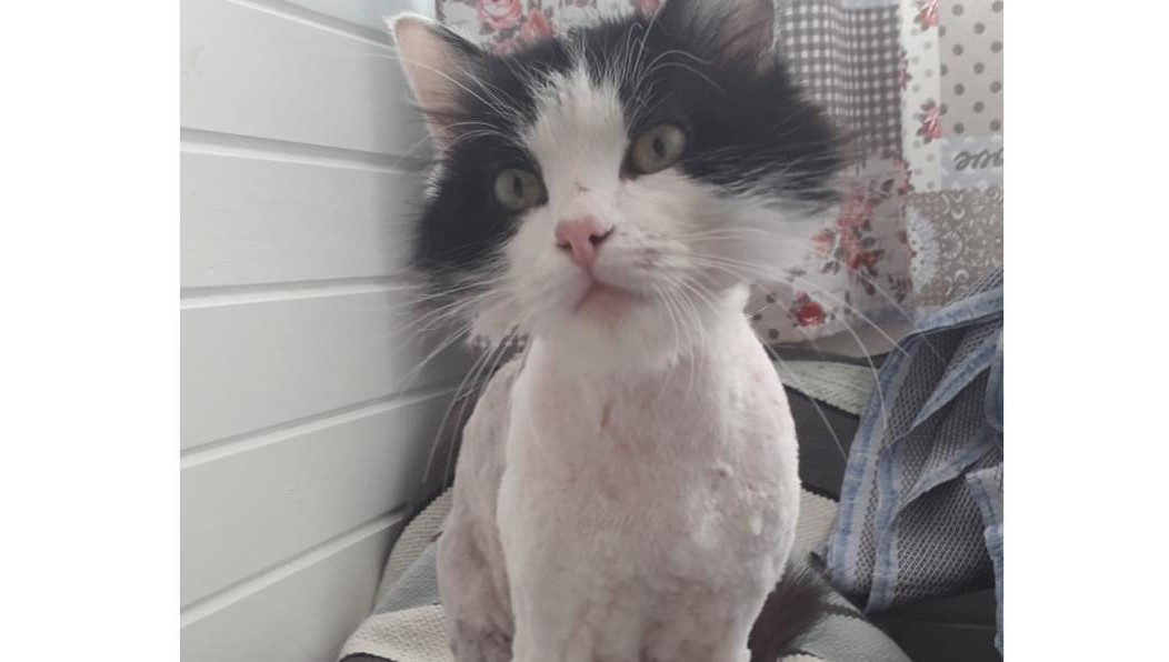 После издевательств кота подкинули в подъезд.