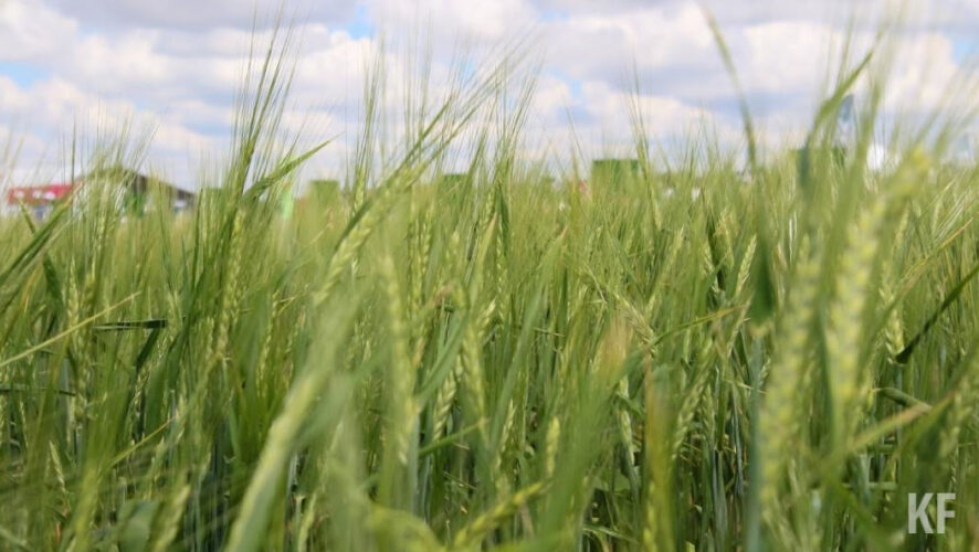 На Россию приходится почти 25 процентов от общего объема импортируемых азотных удобрений.