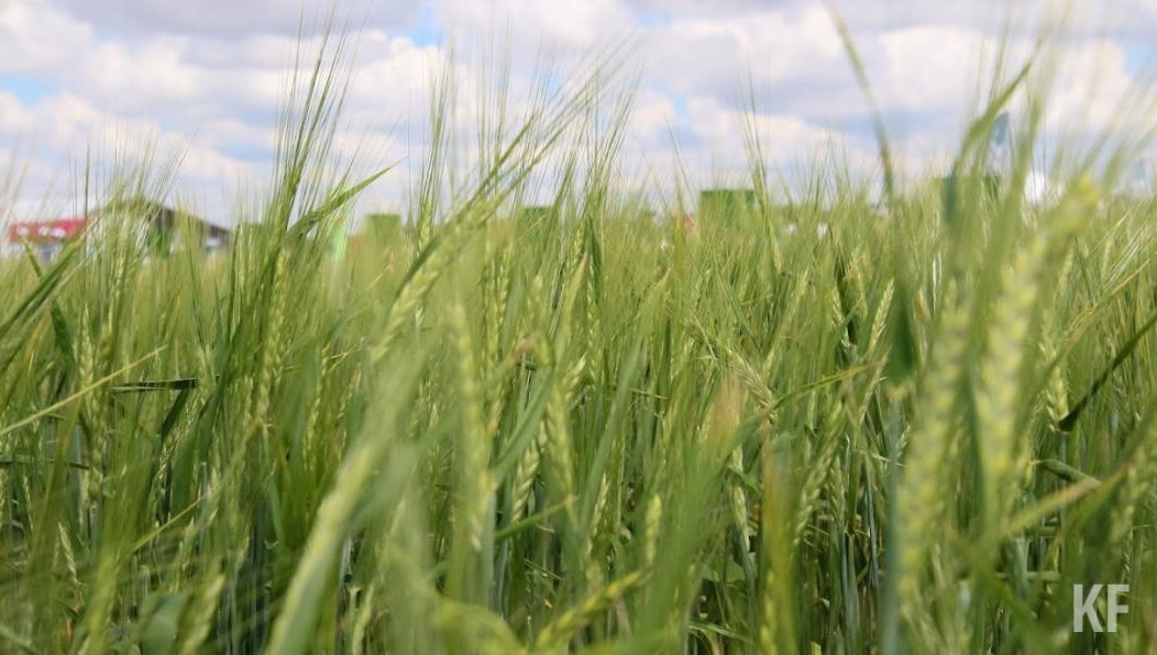 На Россию приходится почти 25 процентов от общего объема импортируемых азотных удобрений.