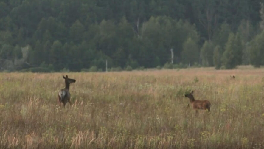 На сегодняшний день на территории заказника обитает 68 маралов.