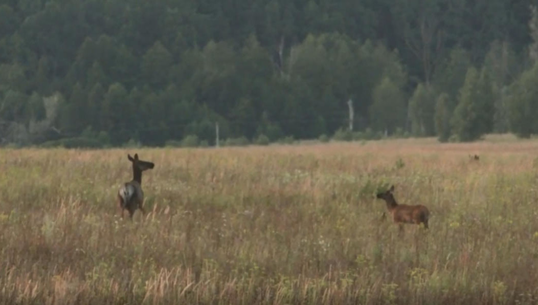 На сегодняшний день на территории заказника обитает 68 маралов.