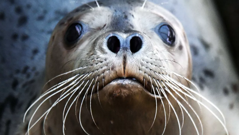 Животное не смогло пережить шок.