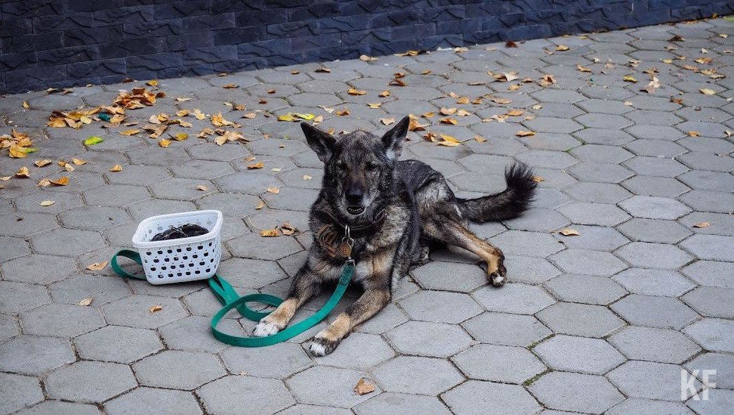 По желанию владельца питомцам внедрят чип либо повесят на ухо бирку.