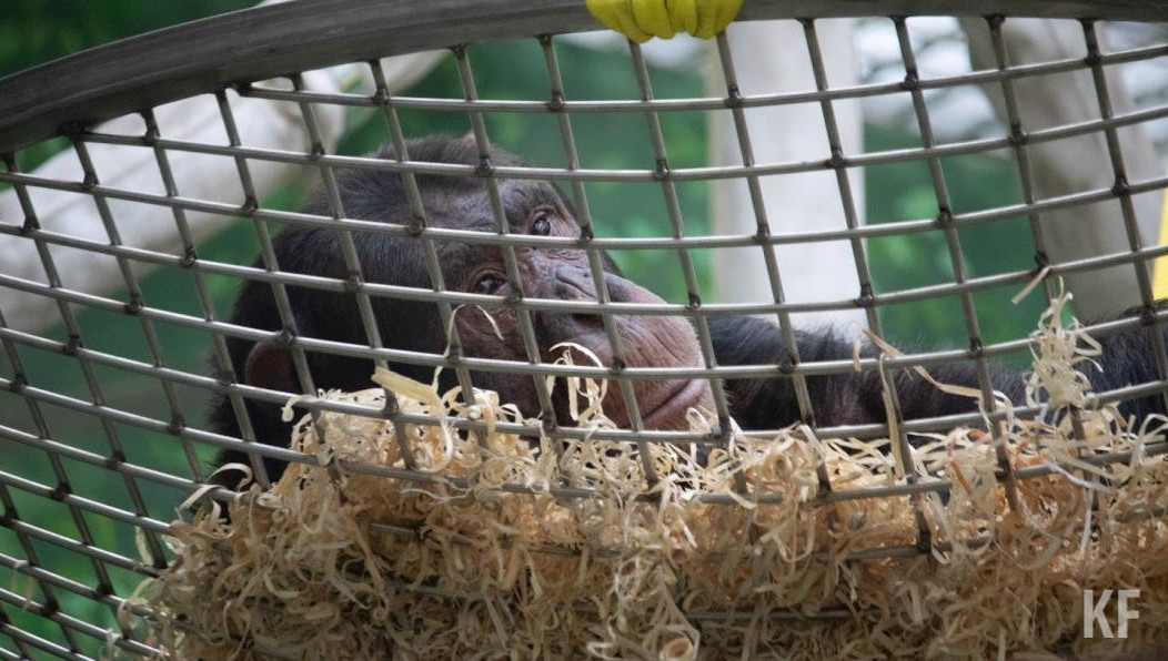 Сотрудники как могут