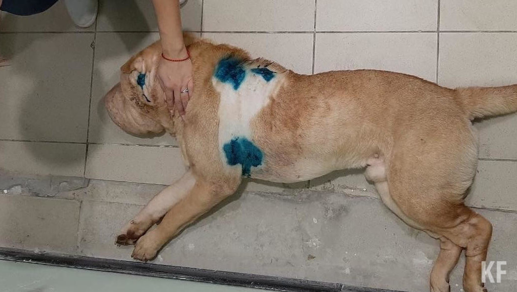 Несмотря на все усилия ветеринаров