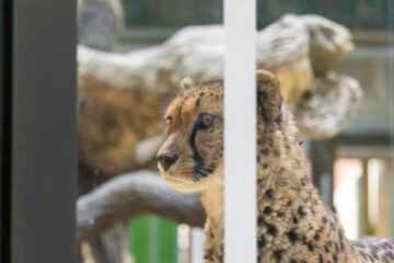 Экоактивисты предсказывают обитателям «диких» зоопарков печальную судьбу.
